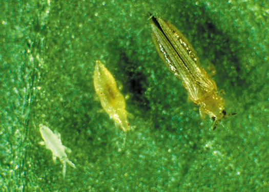 stades larvaires et adulte du thrips